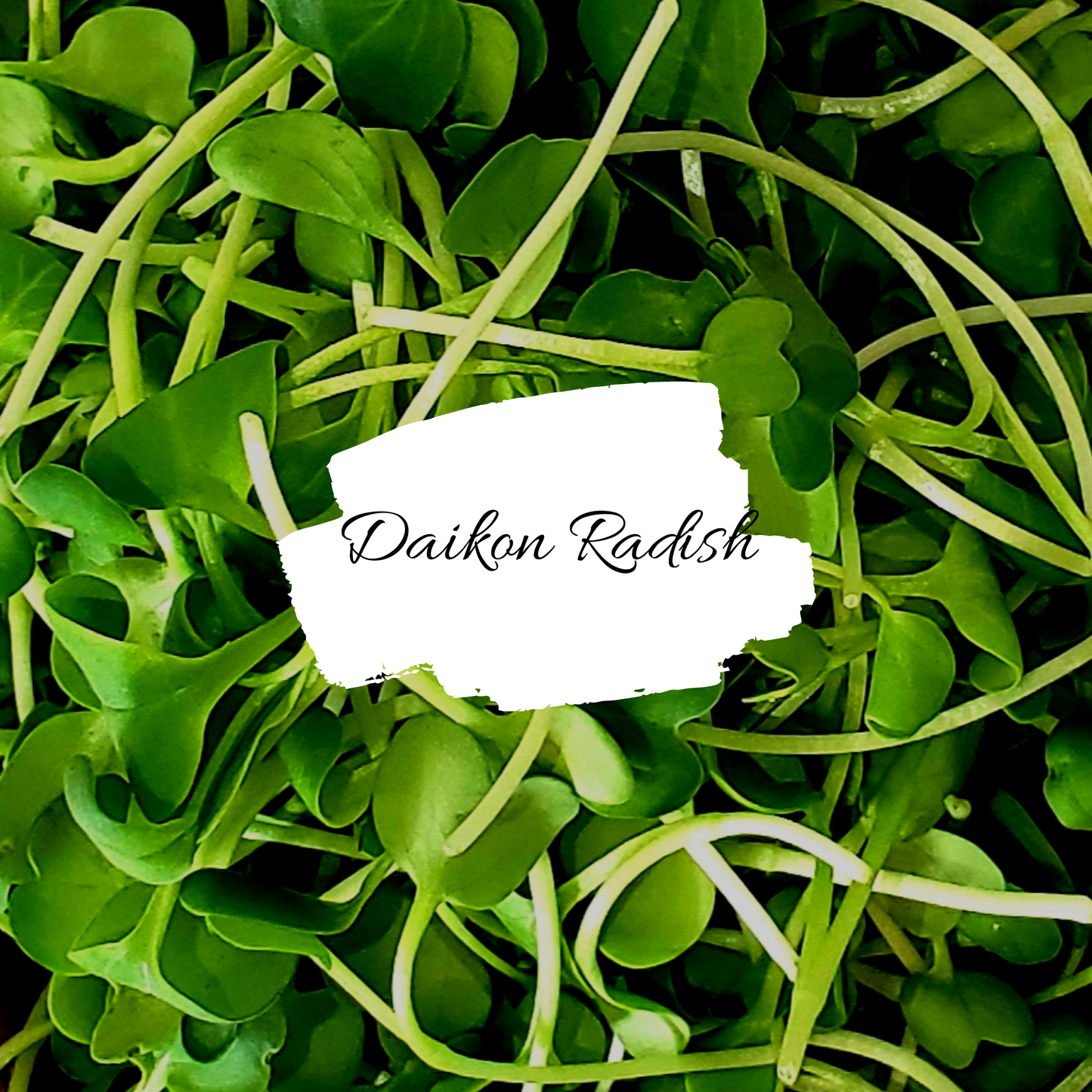 Daikon Radish Microgreens
